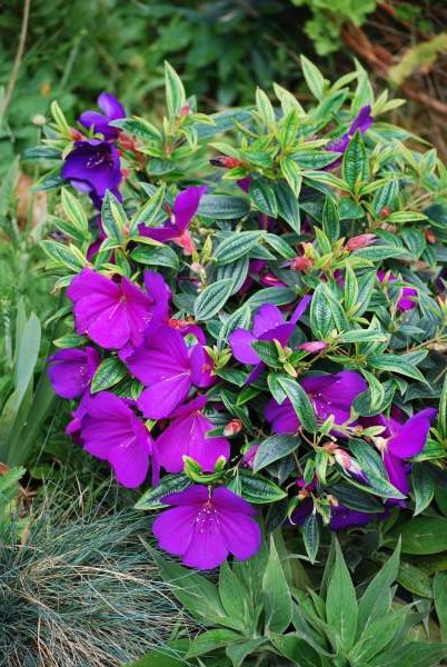 Tibouchina Groovy Baby