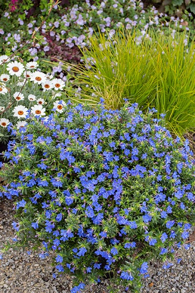 Lithodora Grace Ward