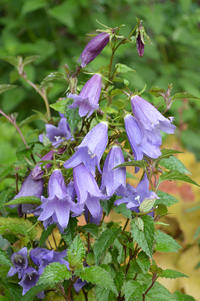 Campanula Barbara Valentine