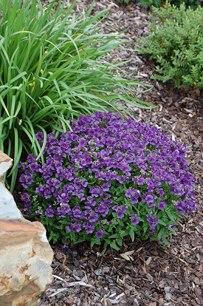 Nemesia Blueberry Ripple