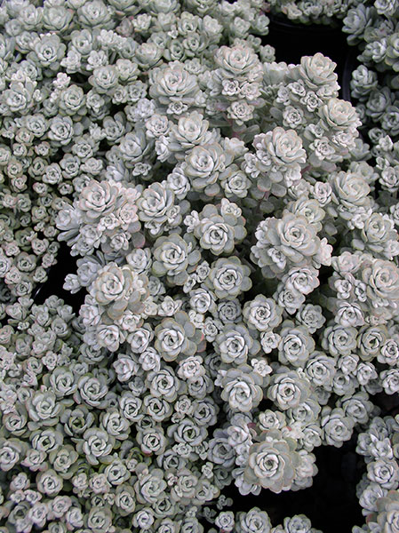 Sedum Silver Blob