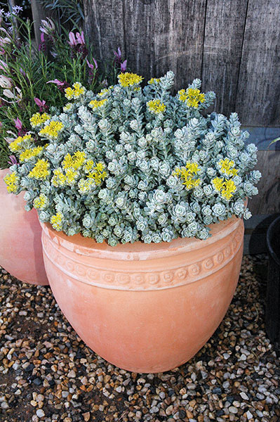 Sedum Silver BLOB®