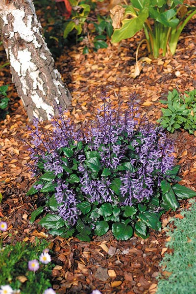 Plectranthus Mona Lavender