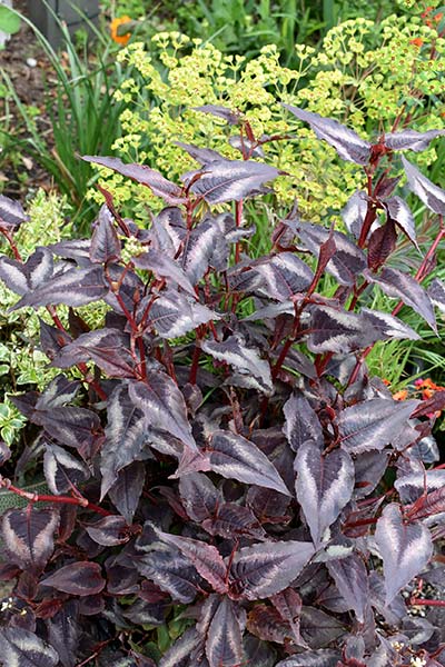 Persicaria Red Dragon