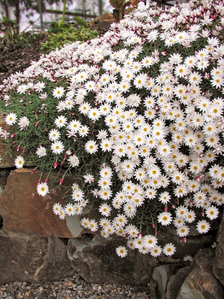 Rhodanthe Paper Cascade