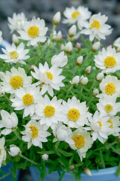 Rhodanthe Paper Star