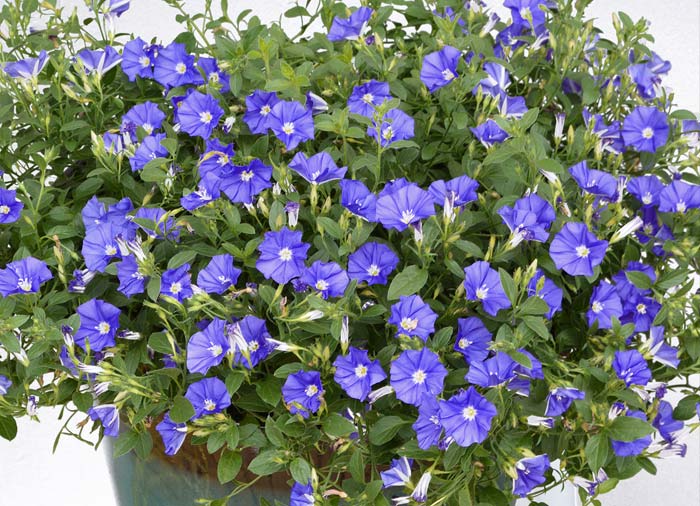 Related image