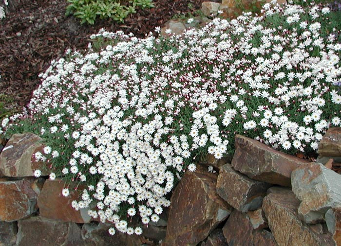 Style Solutions Plants Rhodanthe Paper Cascade