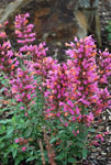 Agastache Salmon and Pink Fiesta