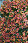 Coreopsis Little Penny