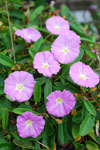 Convolvulus Pink Moon