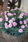 Dianthus Candy Floss