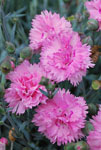 Dianthus Candy Floss