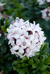 Daphne Eternal Fragrance