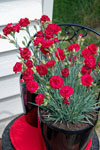 Dianthus Passion