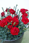 Dianthus Passion