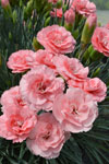Dianthus Romance