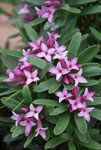 Daphne Spring Pink Eternal Fragrance