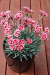 Dianthus Sugar Plum