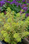Euphorbia Ascot Rainbow