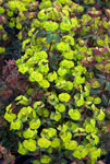 Euphorbia Craigieburn