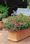 Escallonia Dwarf Pink HEDGE WITH AN EDGE®