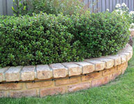 Escallonia Dwarf Pink HEDGE WITH AN EDGE®
