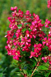 Escallonia Dwarf Pink HEDGE WITH AN EDGE®