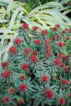 Euphorbia Rudolph
