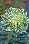 Euphorbia Silver Swan