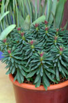 Euphorbia Tiny Tim