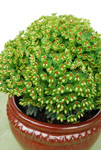 Euphorbia Tiny Tim