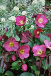 Hellebore Anna's Red