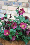 Hellebore Anna's Red