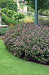 Hebe Hebe HEDGE WITH AN EDGE®