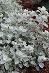 Helichrysum Hi Ho Silver