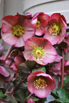 Hellebore Penny's Pink
