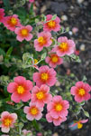 Helianthemum Pink Sunrose