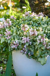 Lamium Candy Frost