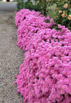 Lampranthus Pink Explosion