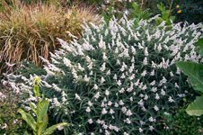 Salvia Velour White