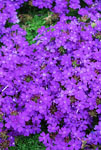 Verbena Purple Passion