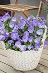 Viola Sweetheat Purple