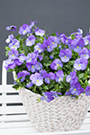 Viola Sweetheat Purple