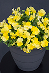 Viola Sweetheat Yellow